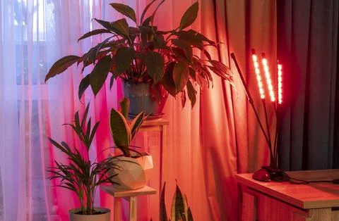 An indoor setup using an LED grow light to help houseplants grow. Hobby Stock Photos