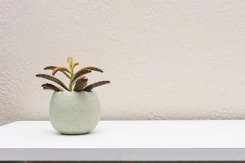 Indoor succulent plants on clean white shelf with empty space Stock Photos