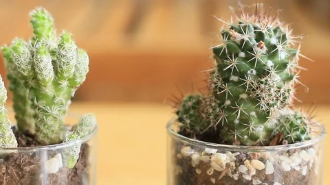 Indoor succulents Stock Footage