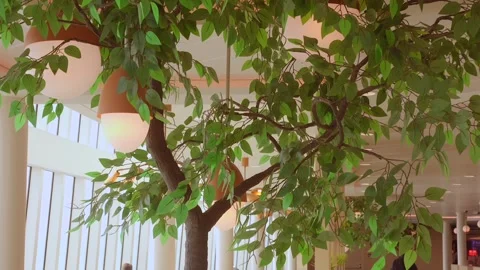 Indoor Tree and Hanging Lights Inside Passenger Ferry Lounge Stock Footage 340429997