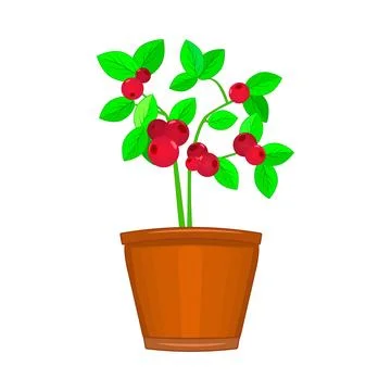 Indoor tree with red berries in pot isolated on white background. Stock Illustration
