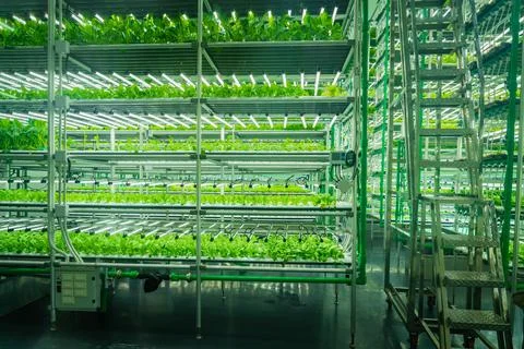 Indoor vertical farm Stock Photos
