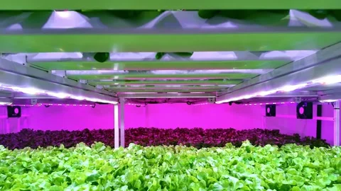 Indoor vertical farm with rows of leafy greens under purple LED grow lights.. Stock-Footage 319472252