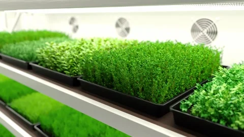 Indoor vertical hydroponic farm. Spice and seasoning. Microgreens plant factory. Stock Footage 274389009