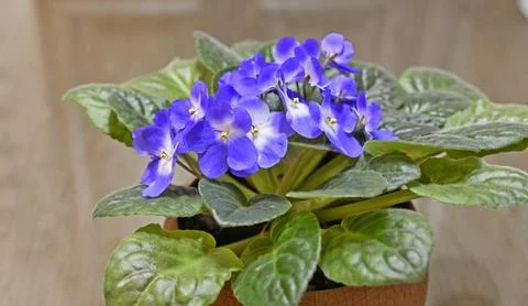 Indoor violet Stock Photos