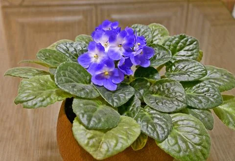 Indoor violet Stock Photos