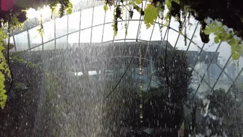 Indoor Waterfall View through Ferns in Singapore Cloud Forest Stock Footage 338201322