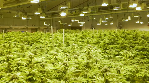 Indoor weed grow operation facility Stock Footage 148158031
