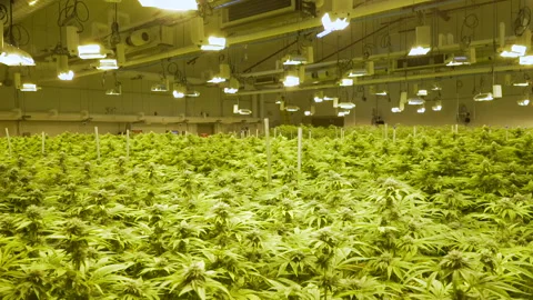 Indoor weed grow operation facility Stock Footage 148158146