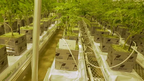 Indoor weed grow operation facility Stock Footage 148224664