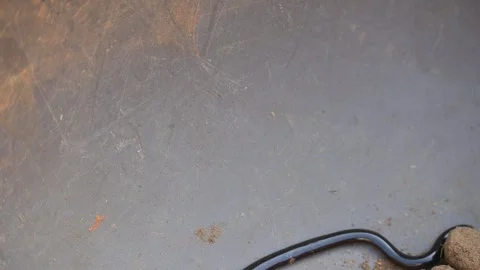 Indotyphlops braminus snake. Stock Footage 319933038