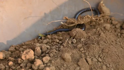 Indotyphlops braminus snake. Vídeos de archivo 319933051
