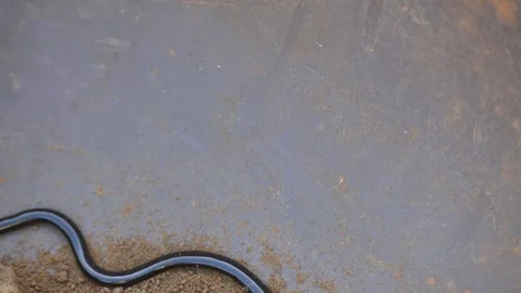 Indotyphlops braminus snake. 스톡 동영상 319934164