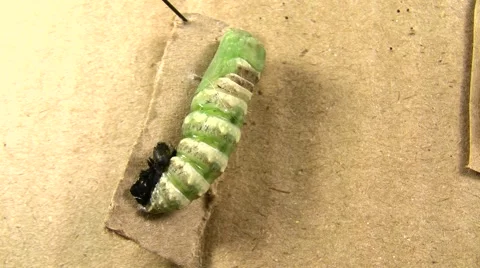 Indra Swallowtail Butterfly Pupation Cremaster Squirm V05127 Stock Footage 47856484