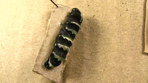 Indra Swallowtail Butterfly Pupation Skin Splitting V05119 Stock Footage 47856472