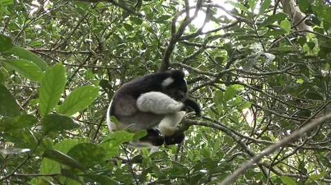 Indri feeding in tree Stock Footage 55659665