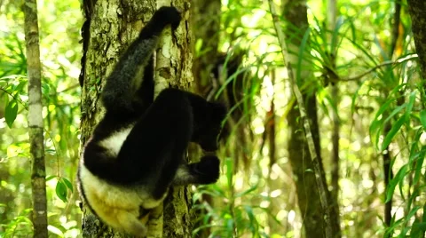 The Indri 스톡 동영상 58657344