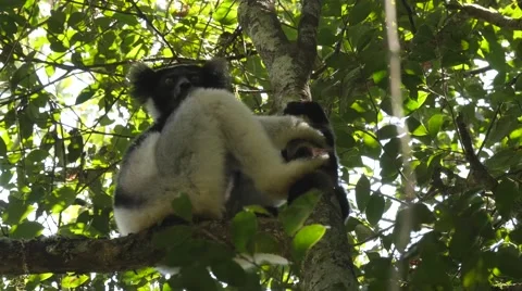 Indri high in the tree answers the calling of his fellows, close Stock Footage 63211030