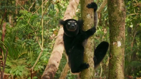 Indri indri - Babakoto the largest lemur of Madagascar has a black and white coa Stock Footage 234072036