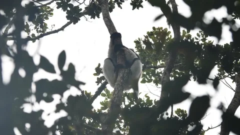 Indri Indri Lemur Hiding In Rainforest Trees, Madagascar Stock Footage 125347886