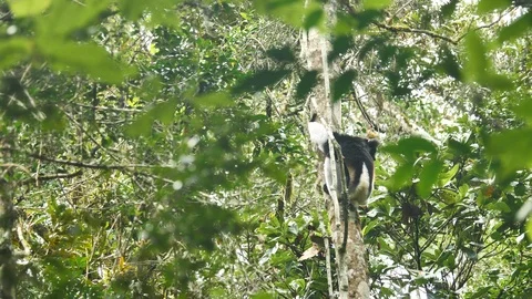 Indri Lemur Jumps Onto Another Tree Branch, Madagascar Stock Footage 125349660
