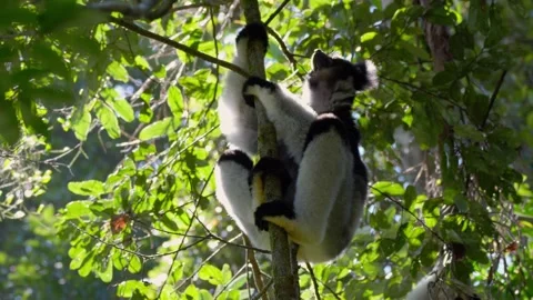 Indri Lemur Looking Up into Rainforest Canopy in Madagascar Stock Footage 345336876