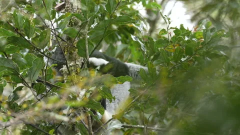 Indri monkey, Indri Indri, Park National de Mantadia. Endemic animal in the natu Stock Footage 220261785