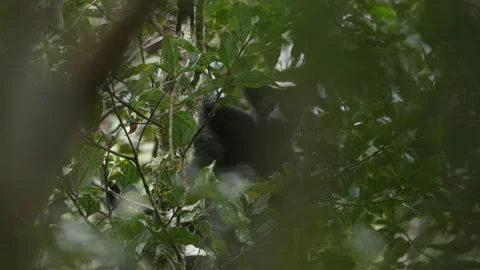 Indri monkey, Indri Indri, Park National de Mantadia. Endemic animal in the natu Vídeo Stock 220261863