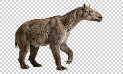 Indricotherium extinct mammal side view isolated on transparent background 스톡 사진