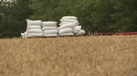 INDS-0010 Men loading truck with bags from harvest Video stock 22222164