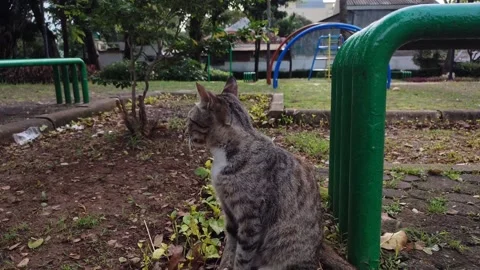 Induk Kucing 01 Stock Footage 234668599