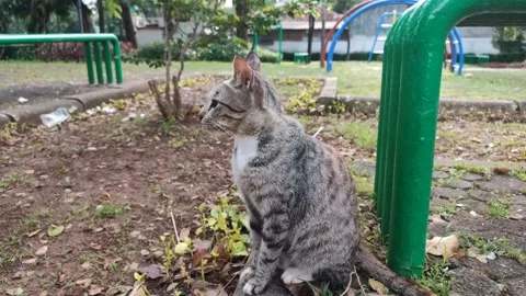 Induk Kucing 02 Stock Footage 234668559