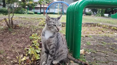 Induk Kucing 03 Stock Footage 234668562