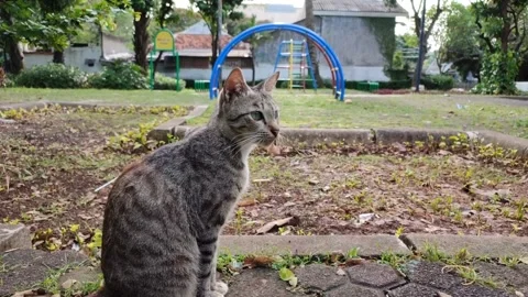 Induk Kucing 04 Stock Footage 234668563