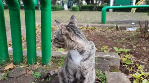 Induk Kucing 05 Stock Footage 234668561