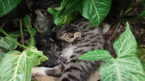 Induk Kucing 06 Stock Footage 234668605