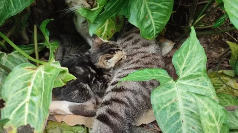 Induk Kucing 07 Video stock 234668637