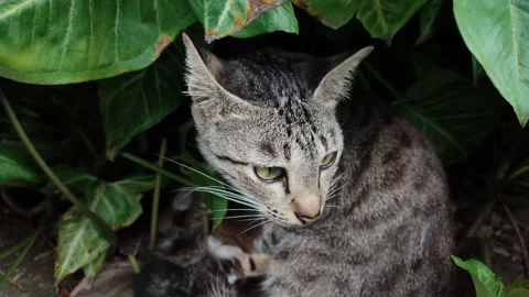 Induk Kucing 08 Video stock 234668639