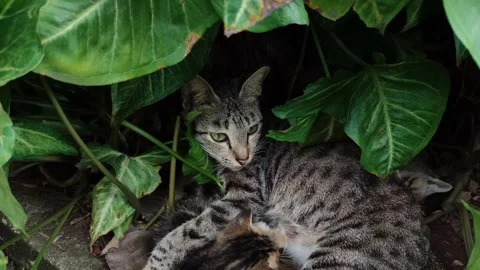 Induk Kucing 09 Video stock 234668641