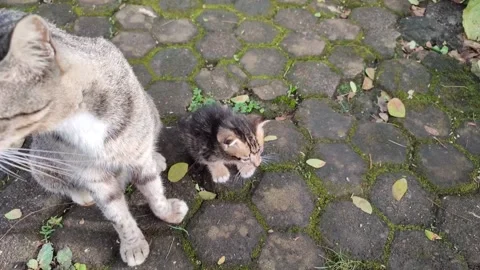 Induk Kucing 10 Video stock 234668666