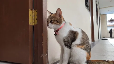 Induk Kucing 11 Stock Footage 234688030