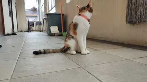 Induk Kucing 2 Stock Footage 234366758