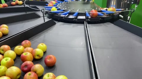 Industrial apple sorter machine separates apples by size Stock Footage 310259198