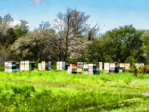 Industrial beehives in a meadow Stock Photos