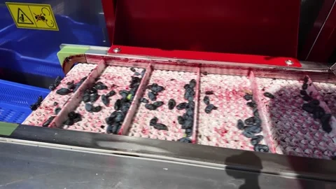 Industrial berry sorting line with dark berries spread across white conveyor Stock Footage 345412615