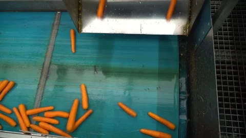 Industrial carrot processing on conveyor with washing and manual sorting Stock Footage 250313205