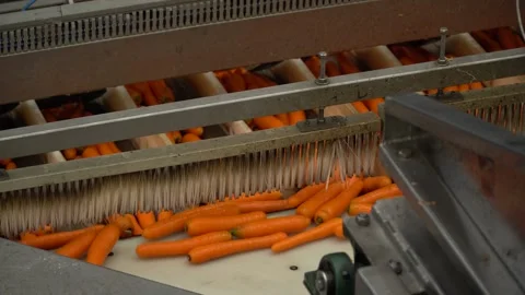 Industrial carrot processing on conveyor with washing and manual sorting Stock Footage 250313229