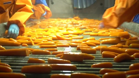 Industrial carrot processing on conveyor with washing and manual sorting Vídeos de archivo 250313231