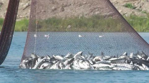 Industrial catch salmon 動画素材 42141323