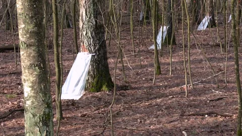 Industrial collection of birch sap in the spring forest. Stock-Footage 274901544